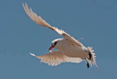 Red-tailed Tropicbird