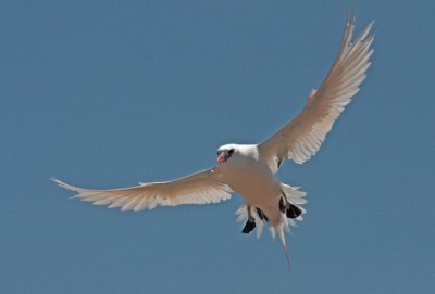 Red-tailed Tropicbird