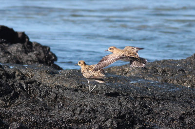 Kolea (Pacific Golden-Plover)