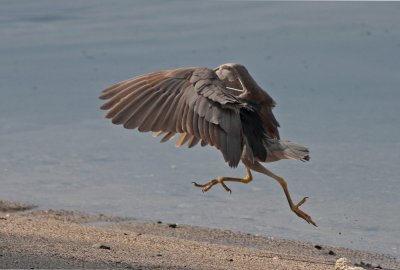 Black-crowned Night-heron ('Auku'u)