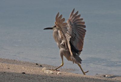 Black-crowned Night-herons (`Auku`u)