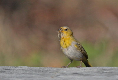 Saffron Finch