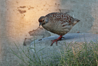 Gray Francolin