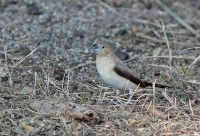 African Silverbill