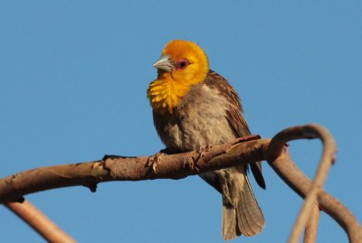 Sakalava Weaver