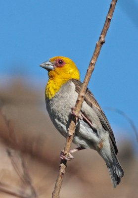 Sakalava Weaver