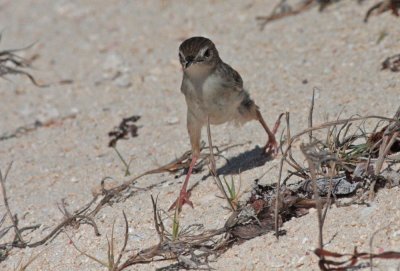 Madagscar Cisticola