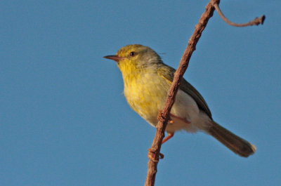 Warblers, Newtonias, Jeries, Cisticolas