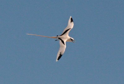 White-tailed Tropicbird