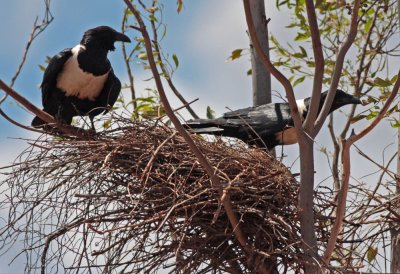 Pied Crow's Nest