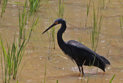 Dimorphic Egret