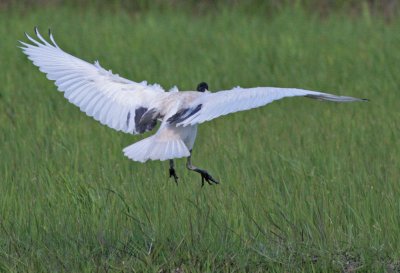 Madagascar White Ibis