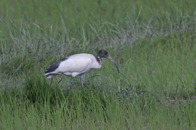 Madagascar White Ibis