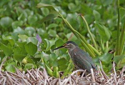 Green-backed Heron