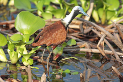 Madagascar Jacana