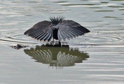 Black Herons