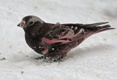 Black Rosy-Finch