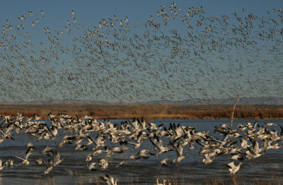 Bosque del Apache Morning