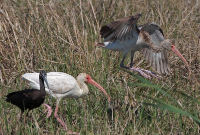 White and White-faced Ibis