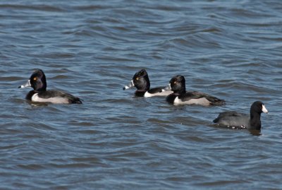 Ring-necked Ducks with American Coot