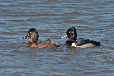 Ring-necked Ducks