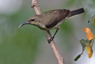 Long-billed Green Sunbird