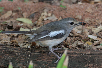 Madagascar Magpie-Robin