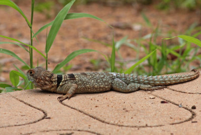 Lizard