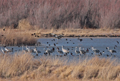 Bosque del Apache