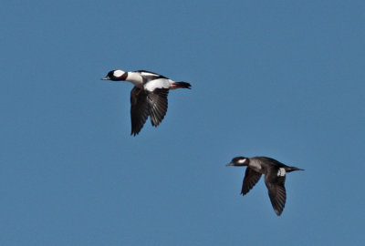 Bufflehead