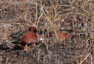 Cinnamon Teal