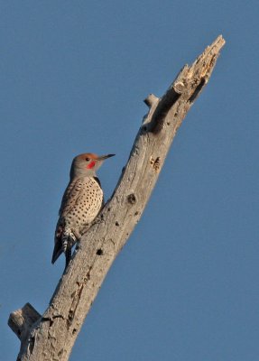 Northern Flicker