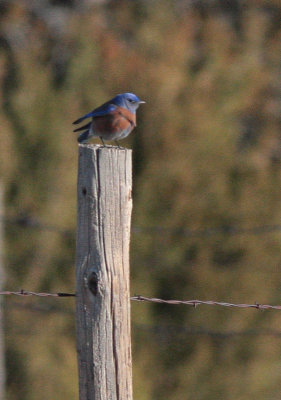 Western Bluebird