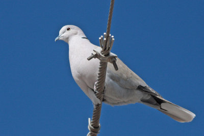 Eurasian Collared-Dove (Leucistic)