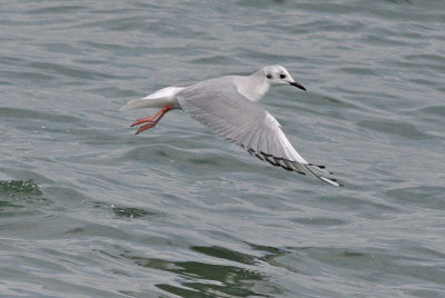 Bonaparte's Gull