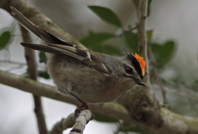 Golden-crowned Kinglet