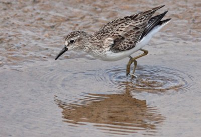 Least Sandpiper