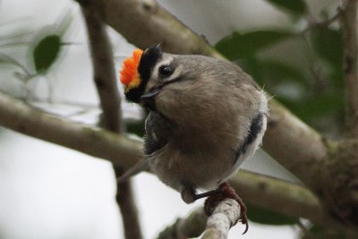 Golden-crowned Kinglet