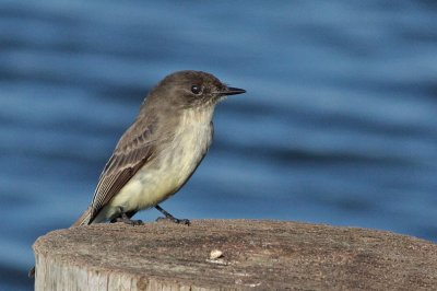 Eastern Phoebe