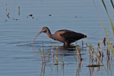 White-faced Ibis