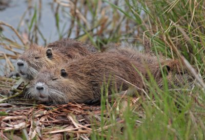 Young Nutria