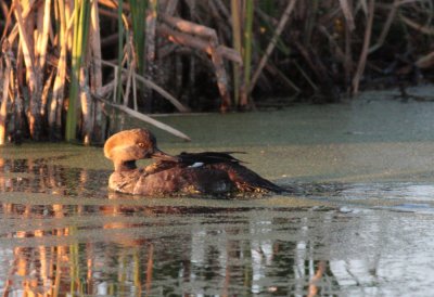 Hooded Merganser