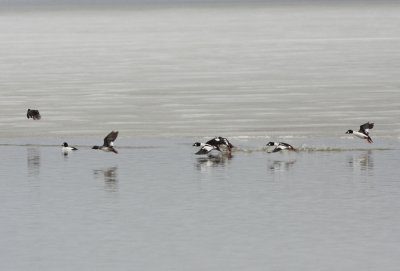 Common Goldeneyes