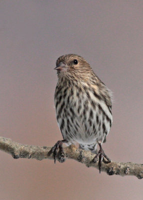 Pine Siskin