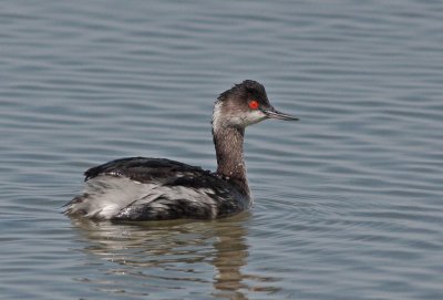 Eared Grebe