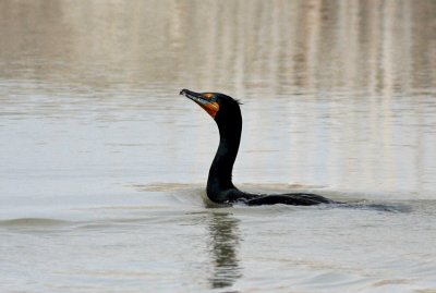 Double-crested Cormorant