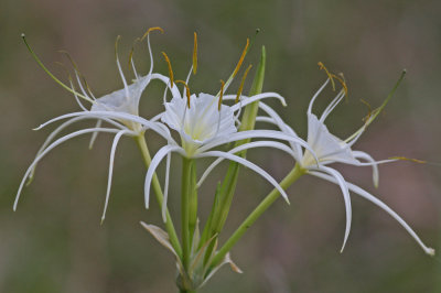Texas Wildflowers: Spider Lilies