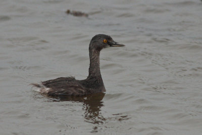 Least Grebe