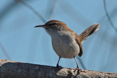 Bewicks Wren