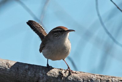 Bewick's Wren